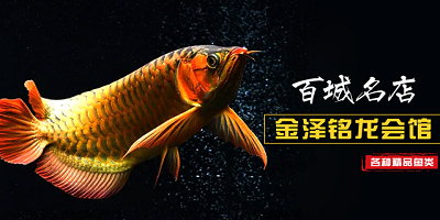 香港2024最新饮料大全